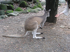 s_A_PICT0066_thumb.png